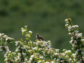 Castle Hill NNR Brighton. Birds, Wildflowers, Butterflies, Moths & Crickets. 03 & 04.06.23