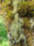ree