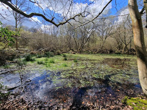 Lichens, Bryophytes, Fungi and Wild Flowers at Ebernoe Common. 07.04.23