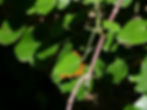 ree
