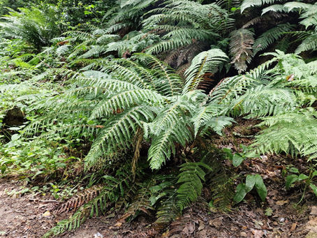 Fairlight Glen; from the Dripping Well to the Beach. Ferns, Bryophytes and Lichen. 19.06.23