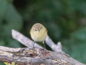 RSPB Pagham Harbour; Cattle Egret, Black Tailed Godwits & Wigeon 21.09.21