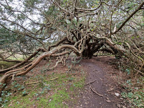 Kingley Vale: Yews, Epiphytes, Fungi and The Devil's Humps. 11.02.23