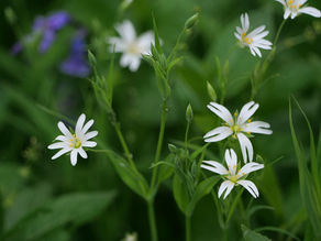 Newdigate Brickworks Nature Reserve (Surrey Wildlife Trust). Wild Flowers. 19.04.22 (am)