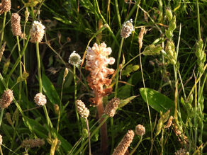 25 spikes of Common Broomrape, Orobanche minor, at a South Downs site. 14.06.23