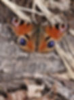 ree