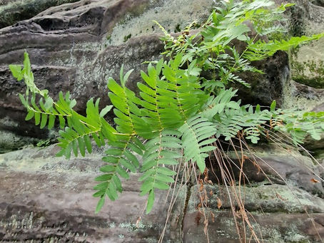 A Tale of Two Ferns: Royal Fern & Tunbridge Filmy Fern in Sussex. 23 & 26.09.23