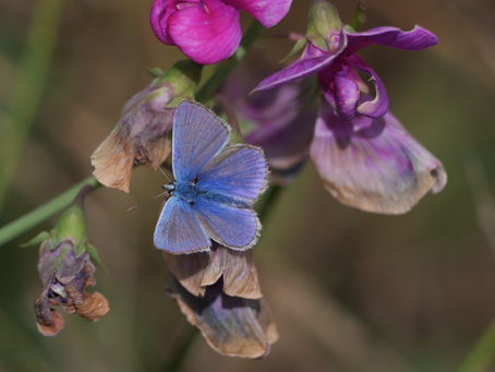 Whitehawk Hill and then a walk from Crowlink to Beachy Head; Birds, Butterflies & Views. 20.08.22
