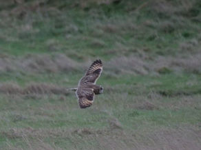 08.02.22/3 Short-Eared Owls and other birds at dusk. Cuckmere Haven.