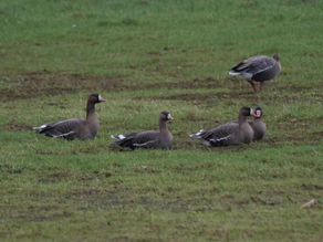 Nature, volition, luck & well-being: 3 bird trips, 8 rare or hard-to-spot birds. 01-08.02.22