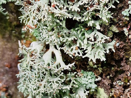 Lichens, inc. Bunodophoron melanocarpum, & bryophytes in a South East oceanic microclimate. 22.05.23