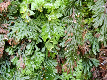 Coed Felenrhyd and Llennyrch, Maentwrog, Wales. Wild flowers, ferns, bryophytes & lichens. 15.08.23
