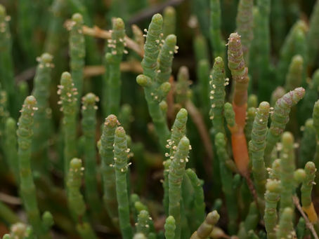 East Head, West Sussex. Flowering Plants, especially glassworts, Bryophytes and Lichens 24.07.23