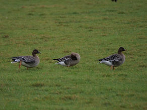 08.02.22/1 Tundra Bean Geese, Russian White-Fronted Geese & a Pink-Footed Goose, Iford Brooks.