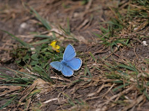 09.05.22/1. Bevendean Down Nature Reserve. Blue Adonis, other butterflies and House Martins.