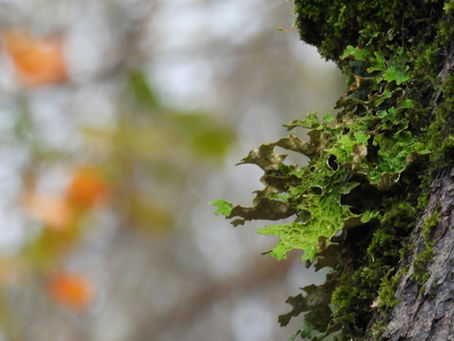 Tree Lungwort & Tunbridge Filmy-fern, High Weald, Sussex. 20.11.23