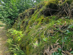 Northpark Copse, West Sussex. Ancient Chestnut stools & their many Bryophytes 08.09.23.
