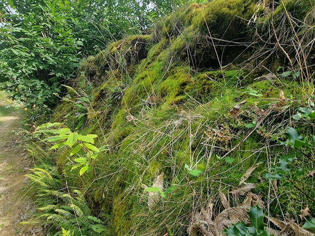 Northpark Copse, West Sussex. Ancient Chestnut stools & their many Bryophytes 08.09.23.