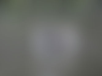 The Ducks of Rottingdean Pond. 24.11.12