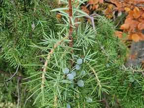 Evergreen Trees and Fungi at Box Hill Surrey. 17.11.23