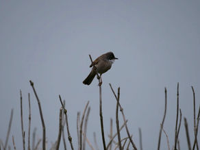 Newhaven Port Nature Reserve/Tide Mills: birds & flowering plants seen on 03.05.22