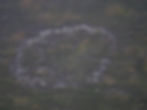 ree