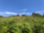 ree