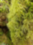 ree
