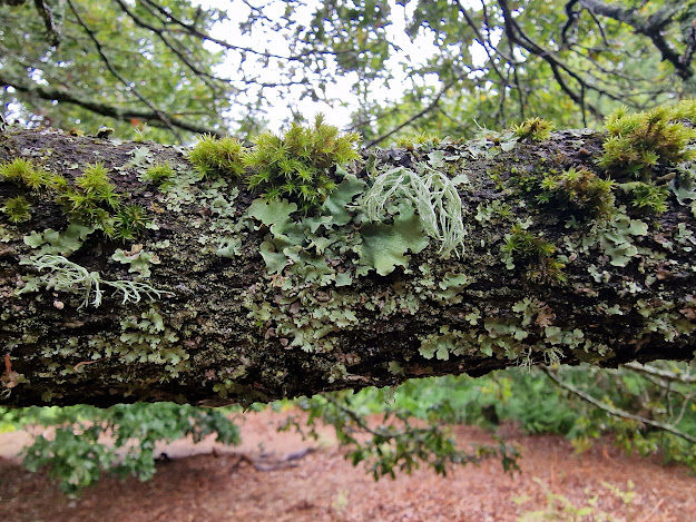 Moss, lichen and small fungi on old woodland wood
