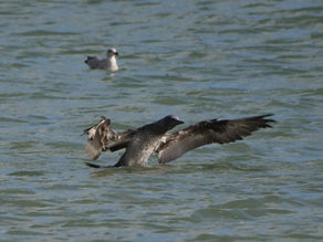 RSPB Pagham Harbour. Black Tailed Godwits, Curlew, Stonechats and a Juvenile Gannet. 25.10.21