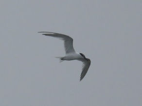 Sandwich Terns - from the Undercliff, Brighton. 02.07.21