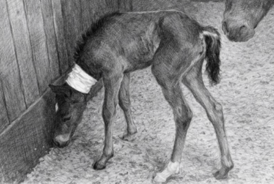 dummy-foal.png