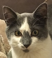 Cat / Pet Portraits, Memorials, Wall Murals Ontario County NY Region