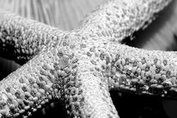 Starfish small.JPG
