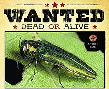 oasis lawn care emerald ash borer