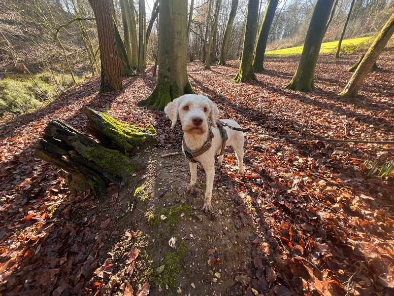 A brown dog sniffing a truffle on a forest floor.