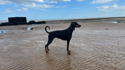 4D010995-5DE6-47AA-926B-35DAD1F21747_1_201_a