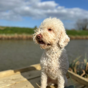 Lagotto, White Lagotto, uk Lagotto, Lagotto breeder