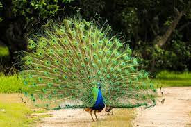 ree