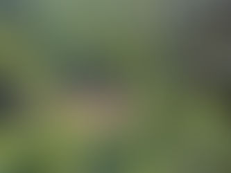 Die Pflanzenwelt entdecken im Botanischen Garten