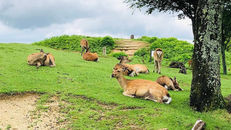 ［奈良景點］若草山登山攻略：賞鹿絕景、夜景拍照、燒山祭典最佳觀賞指南
