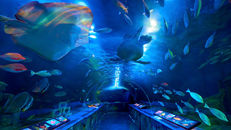 ［東京景點］推薦：品川水族館全攻略（門票、交通、亮點一次看）