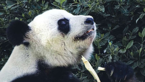 Adelaide - Adelaide Zoo (Ratings: 4.5/5)