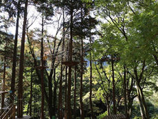 ［箱根景點］Forest Adventure空中歷險｜樹上繩網挑戰、門票預約、交通及行程指南