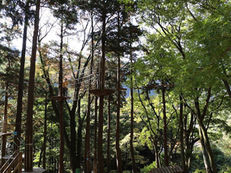 ［箱根景點］Forest Adventure空中歷險｜樹上繩網挑戰、門票預約、交通及行程指南