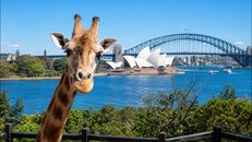 ［雪梨景點］｜塔龍加動物園 Taronga Zoo Sydney 攻略：交通、門票、必看項目及行程指南