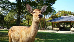 日本:奈良必去-奈良公園