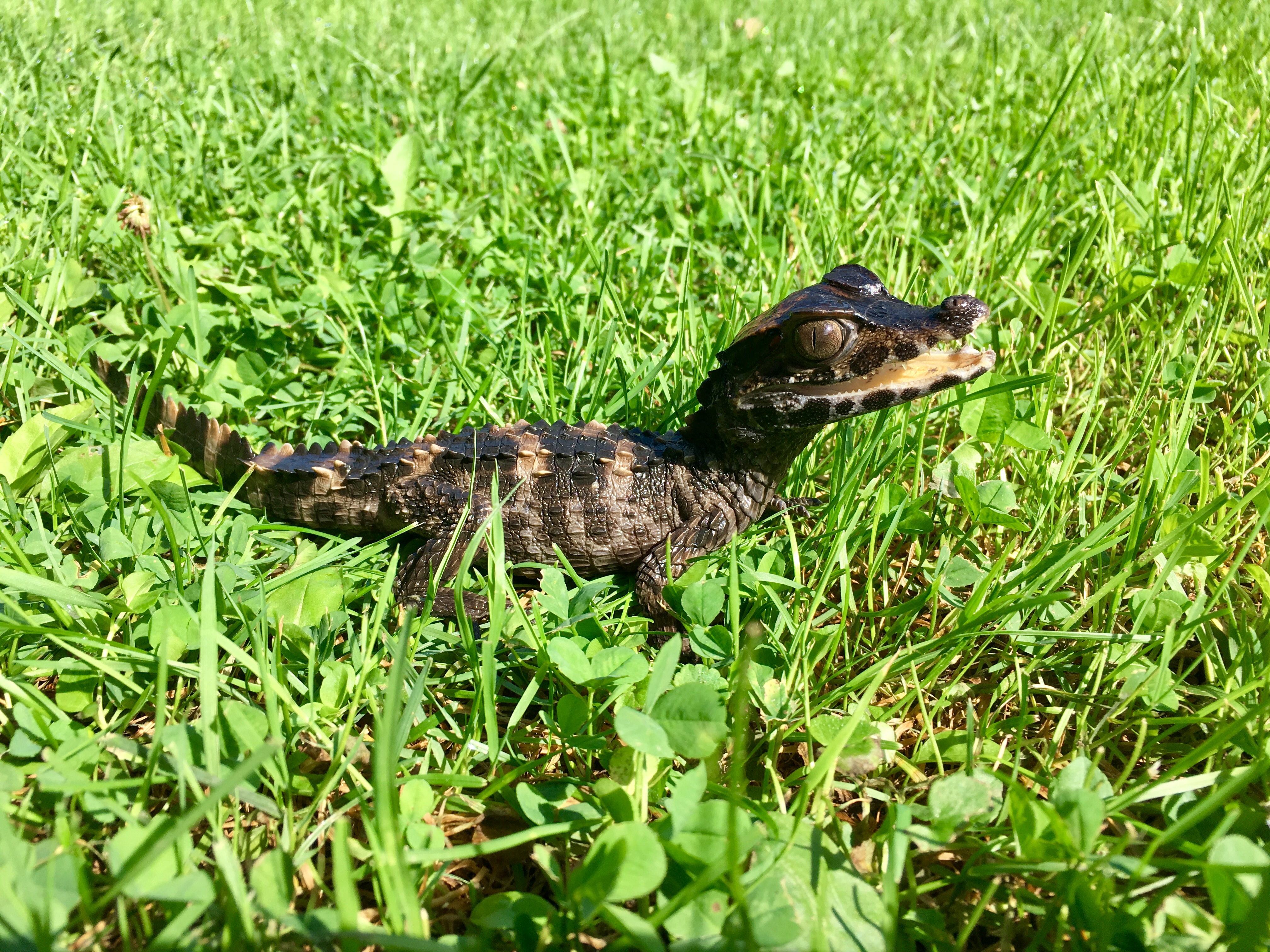 Amaru