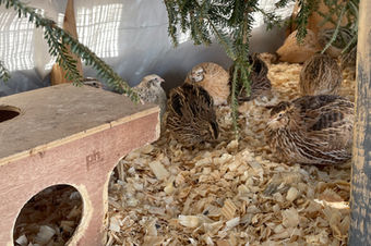 Frigid Fowl: Staying Cozy in Winter.