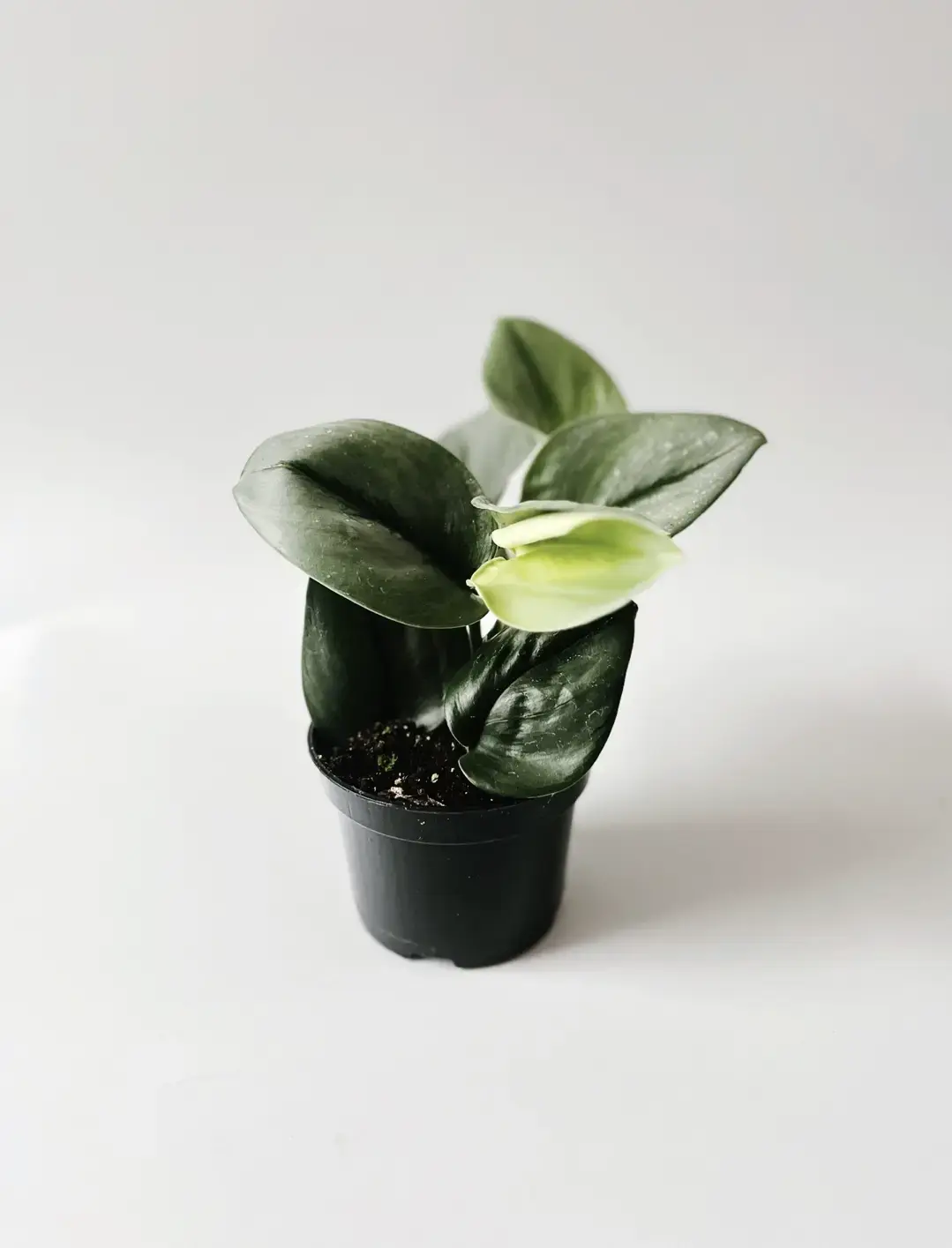 scindapsus treubii moonlights